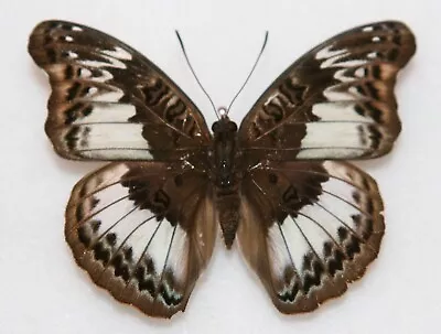 Butterfly X1 Female Euryphura Chalcis (Ghana)  Form • $9.47