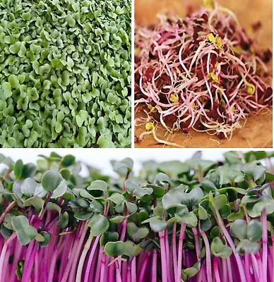 Organic Radish Sprouting Seeds 1000+ | Microgreens | Same Day Dispatch • £2.99