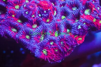 Cornbred's Melting Pot Favia - Frag - LIVE CORAL • $49.99