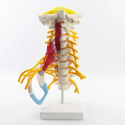 Human Life Size Cervical Spine Anatomy Model Removable Spinal Nerves Medical • $89.79