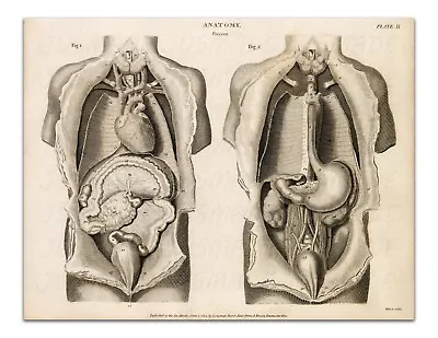 Anatomy VISCERA PLATE II Vintage Illustration 22x17  Premium Art Print • $20.99