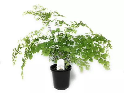 FlowerPotNursery Fragrant Maidenhair Fern Adiantum Raddianum Fragrantiss. 4  Pot • $9.99