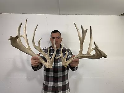239” Set Whitetail Deer Antlers Cuts Sheds Rack Taxidermy Mount Cabin Decor • $3.25