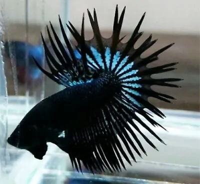 Betta Fish Live Crown Tail Black Orcid Male Form Indonesia • $26
