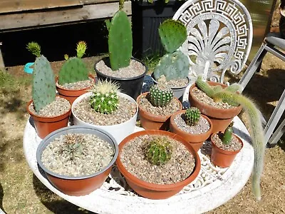 £30 • Buy Cactus Opuntia Collection 11 Plants Robusta Monkey Tail