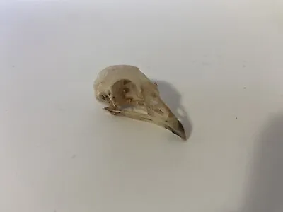 Animal Skulls Taxidermy Quail Skull Beetle Cleaned Bird 1 Coturnix Japonica • $10