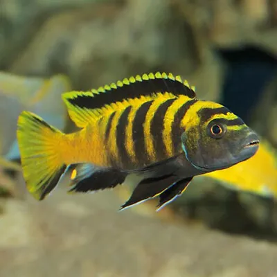 Yellow Dinghani Mbuna | Male & Female | Chindongo Flavus | Lake Malawi Cichlid • £31.63