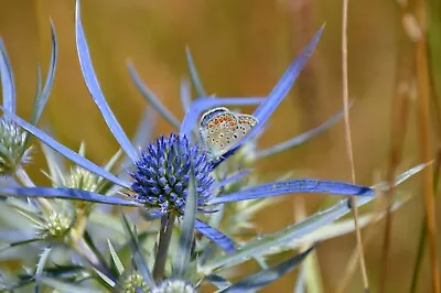 Florist Choice! Blue Star Sea Holly (Eryngium Planium) 25+ Seeds FREE SHIPPING • $2.39