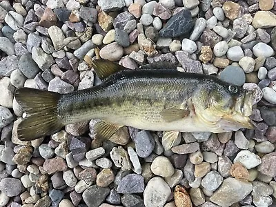 Taxidermy Trophy Largemouth Bass Mount Real Skin Game Fish Wisconsin Lake • $189.99