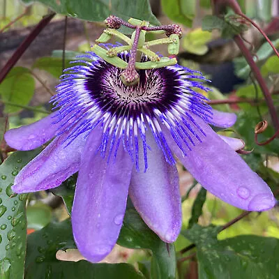 £12.99 • Buy Passiflora Betty Myles Young Passion Flower Outdoor Vine Garden Plant In 9cm Pot