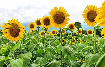 250 Mammoth Sunflower Seeds For Planting Grow Amazing Giant Sunflowers • $12.98