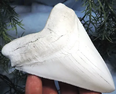 5 Inch Long Megalodon Shark Tooth Replica Big Fossil Giant Serrated Teeth Meg • $26.95