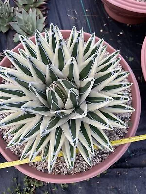 Agave White Rhino  Pups X 1 Rare Succulent 31/01/2024 • $300