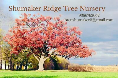 Variety Species Oak Saplings Shumaker Ridge Tree Nursery • $25