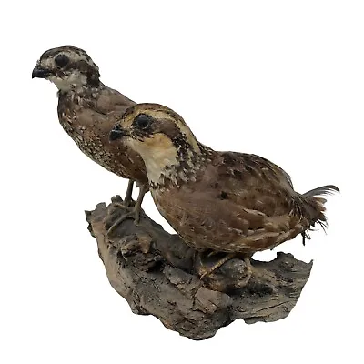 VTG Set Of 2 Bobwhite Quail Taxidermy Bird Mount • $675
