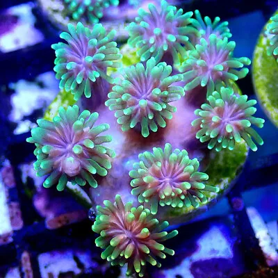 Green Galaxea Coral - Live Coral Frag - Galaxy LPS Stony Coral • $28.99