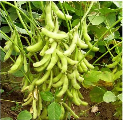 Edamame Be Sweet Soybean (Glycine Max) - 20 Seeds • $6.50