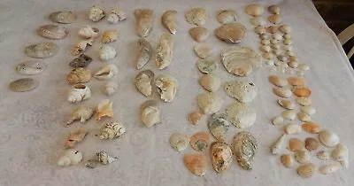 Large Collection Natural Sea Shells:AbaloneOyster Scallop WhelkCockle Shells • £5.99