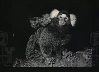 1984 Press Photo A Marmoset Monkey With Her Twin Babies - Mjx22949 • $29.88