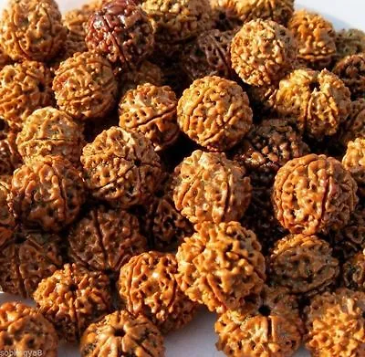 5 Mukhi Rudraksha / Five Face Rudraksh - Top Quality -nepal 18-20 Mm -51 Pieces • $19.50