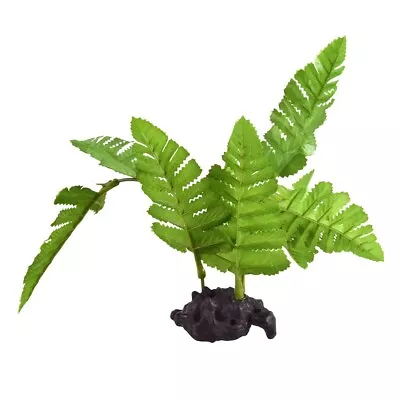 Maidenhair Fern • $9.89