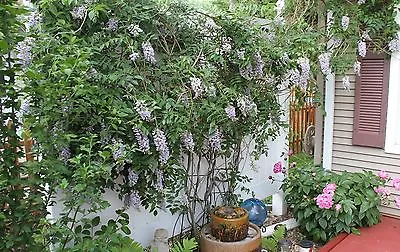 Lot Of 25 Kentucky Wisteria Vine Seeds Purple Hardy Vining Perennial Plant • £4.01