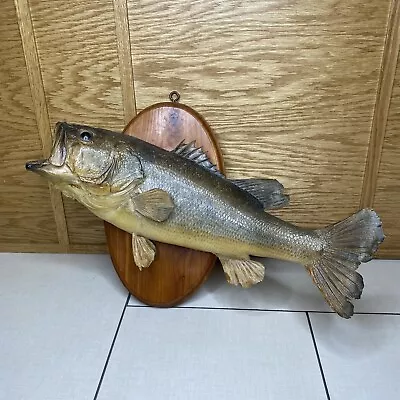 Vintage Large Big Mouth Bass Wall Mount Fish TAXIDERMY Wood 20” • $46