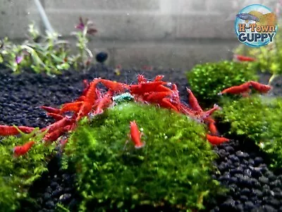 10+1 Fire Red Cherry - Freshwater Neocaridina Aquarium Shrimp. Live Guarantee • $26.95