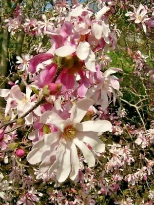 12 LEONARD MESSEL MAGNOLIA SEEDS - Magnolia × Loebneri   Leonard Messel   • $6