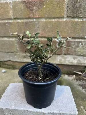Japanese Holly Bonsai Tree - Ready For Cutting And Shaping! Approx 2.5 Years Old • £9.99