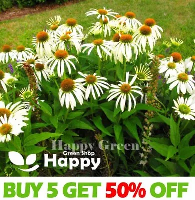 CONEFLOWER WHITE SWAN - 100 SEEDS - Echinacea Purpurea Alba - PERENNIAL FLOWER • £1.99