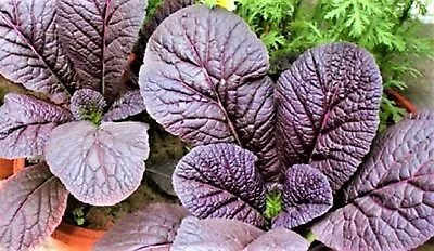 Red Giant Mustard Seeds 300+ SEEDS  NON-GMO  --BUY 4 ITEMS FREE SHIPPING • $0.99