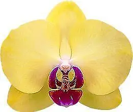 $25 • Buy Phalaenopsis Miraflore  Orchid