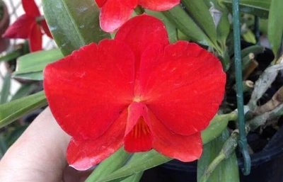 $100 • Buy Orchid Flask 0379. Cattleya (Sophronitis) Coccinea  Outcross Species Beaut Cross