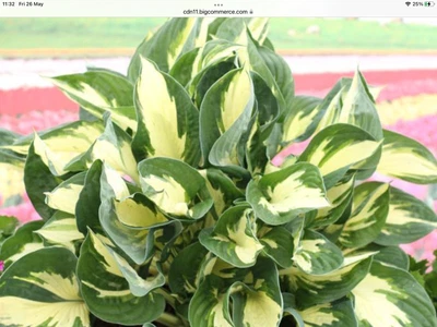 £6.95 • Buy 1 Hosta ‘Albopicta’ Bare Root Plant