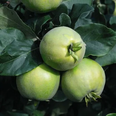 T&M Quince 'Vranja' Organic Hardy Grow Your Own Garden Fruits 1x Bare Root Tree • £49.99