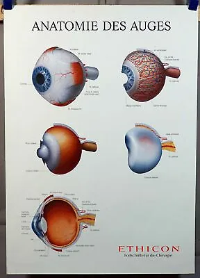 Medical Poster Print Wall Chart Human Eye Science • $245.99