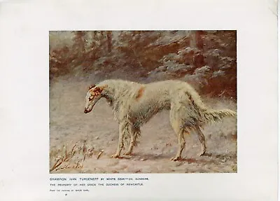 BORZOI NAMED CHAMPION ANTIQUE 1907 DOG ART PRINT By The Famous Artist MAUD EARL • $16.16