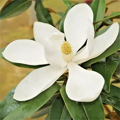 12 ALTA SOUTHERN MAGNOLIA SEEDS - Magnolia Grandiflora   Alta    • $6