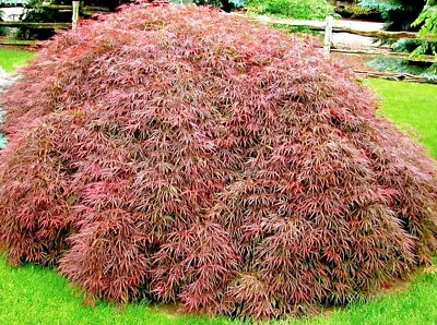 $6 • Buy 20 CRIMSON QUEEN JAPANESE MAPLE SEEDS - Acer Palmatum Var. Dissectum 