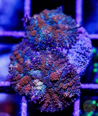 WCF Bounce Mushroom - C8 WYSIWYG LPS SPS Zoa Mushroom Softie Live Coral • $34.99