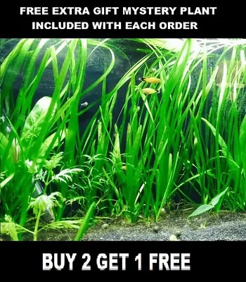 6 Vallisneria Jungle Val Bunch Live Aquarium Plants BUY2GET1FREE Beginner Tank • $8.50