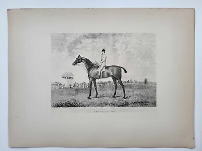 Vintage Antique Print 1887 Portraits Famous Racehorses Effie Deans Foaled 1815 • £16