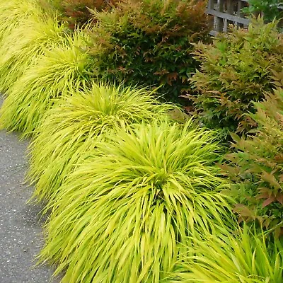 Hakonechloa Macra All Gold In 9cm Pot - Semi-Evergreen Variegated Grass • £11.99