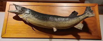 Vintage 1950s Large Muskie Mount On Framed Panel Approx. 48in • $199.99