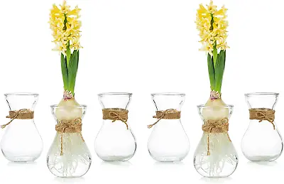 Clear Glass Vase For Flowers Set Of 6 Bulb Vase For Forcing Hyacinth Bulbs Sma • $52.99