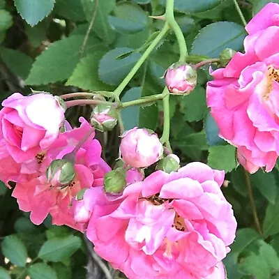 2 Heirloom Pink Climbing Rose Bushes 7 Sisters  Rambler Live  Plants • $29.99