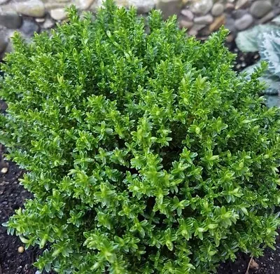 £2.25 • Buy ORGANIC - 100 English Thyme Thymus Vulgaris Seeds - Fresh UK Seeds Non GMO