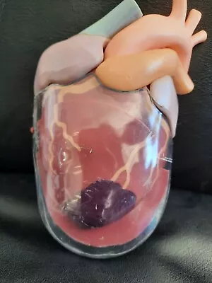 Anatomical Model Vintage Pharmaceutical Heart Model • $49