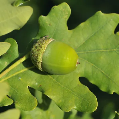 Hardy Evergreen Holm Oak Tree Acorn Bearing Garden Plant 3L Or 7L Pots T&M • £41.99